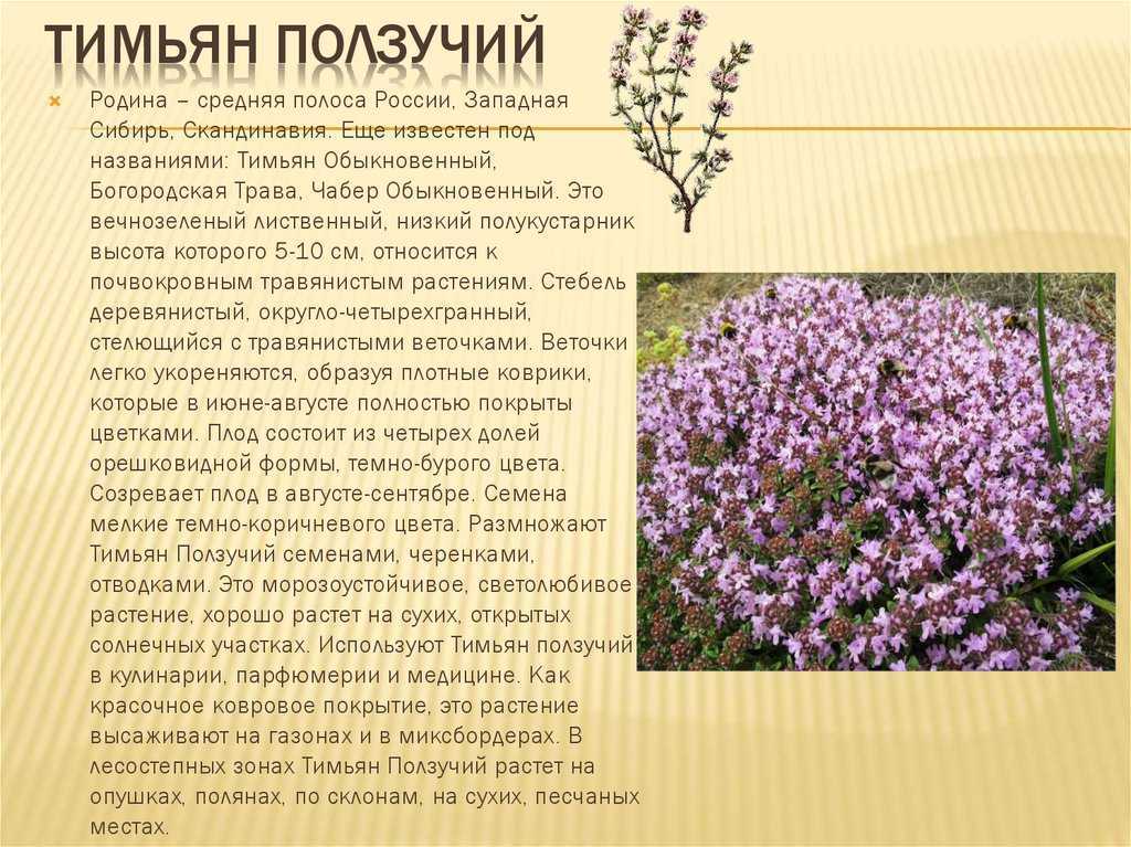 Как выглядит тимьян фото приправа — сад и огород
