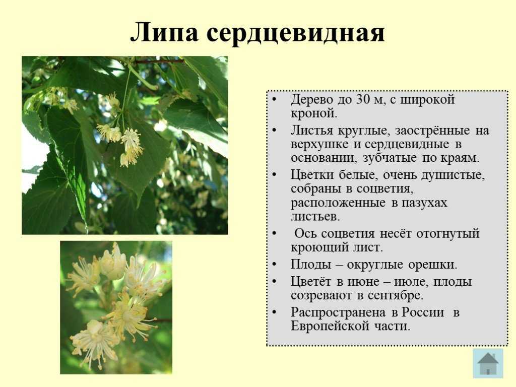 Липа, виды, где растёт, как цветет, плоды, размножение, интересные факты 🔥фанфакт.ру