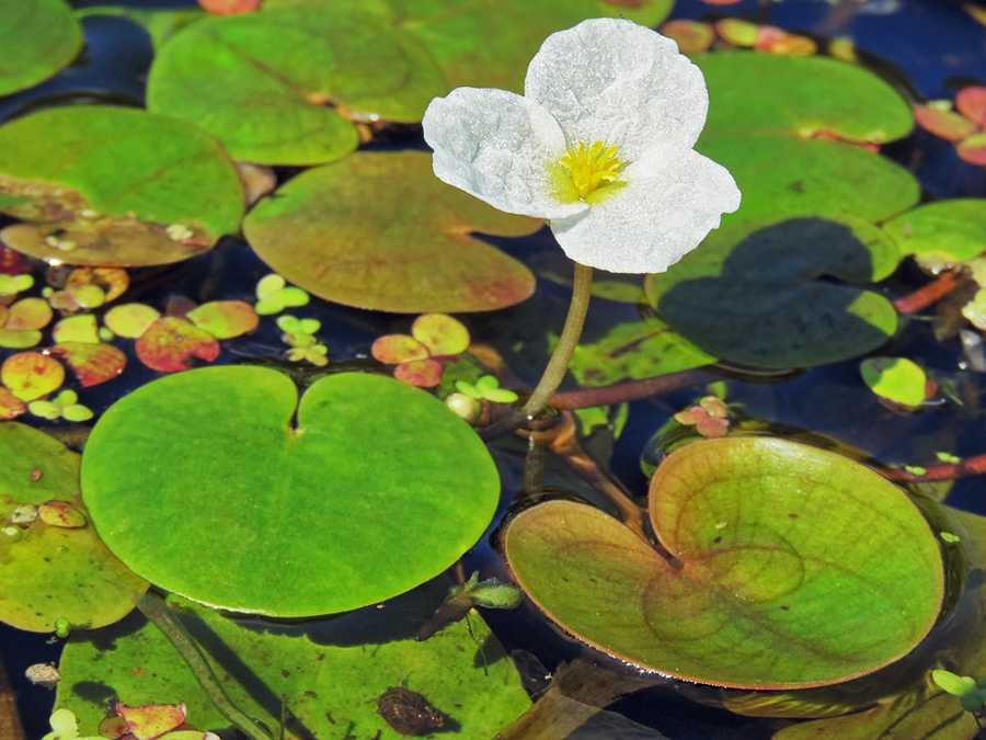 Растения водокрас: полное описание, виды, выращивание, применение