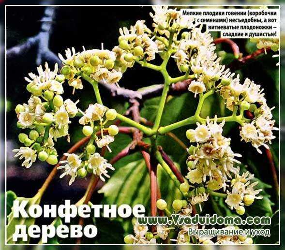 Плодоножки конфетного дерева: польза и вред говении, как едят, рецепты
