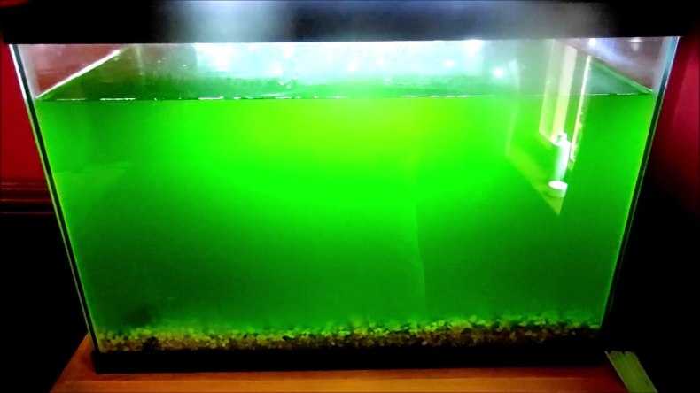 Почему зеленеет вода в домашнем аквариуме и как чистить?