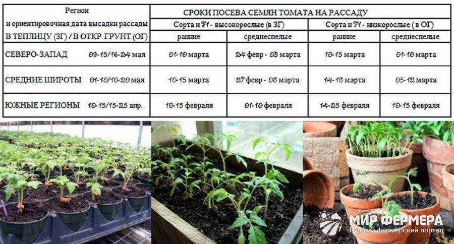 Как и когда сеять семена катарантуса на рассаду