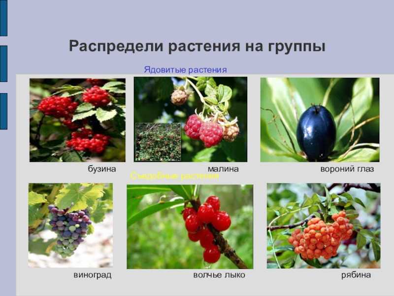 Ядовитые ягоды. топ опасных ягод нашего леса
