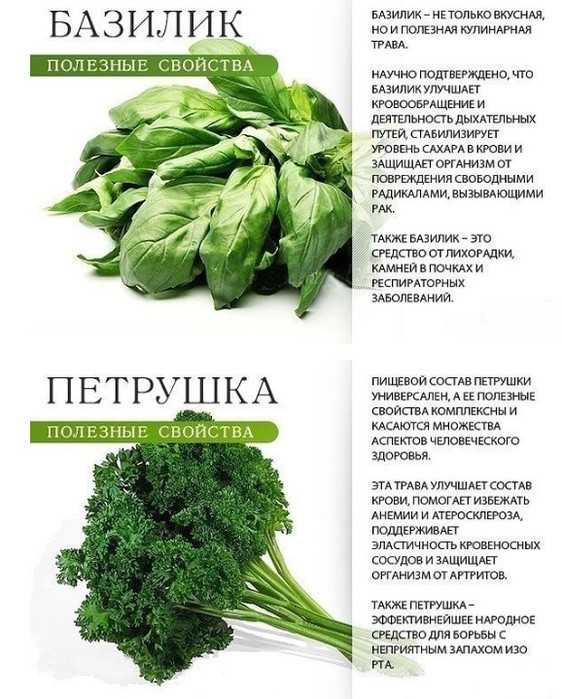 Базилик - полезные свойства, применение, виды, калорийность, чем заменить базилик