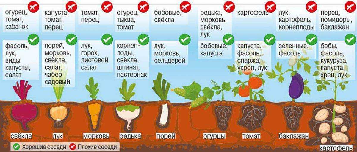 Что посадить в теплице из поликарбоната: выбор овощных культур, технология выращивания