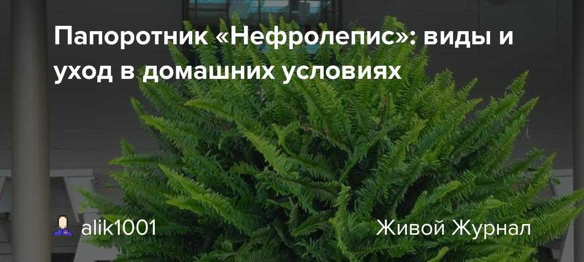 Нефролепис nephrolepis