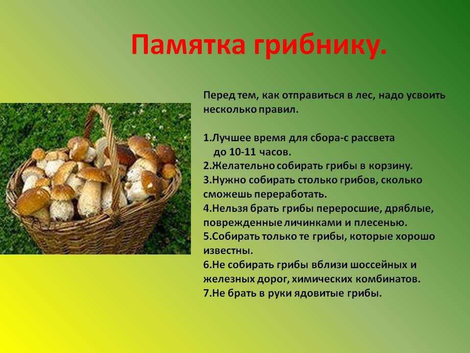 Как сушить белые грибы в домашних условиях