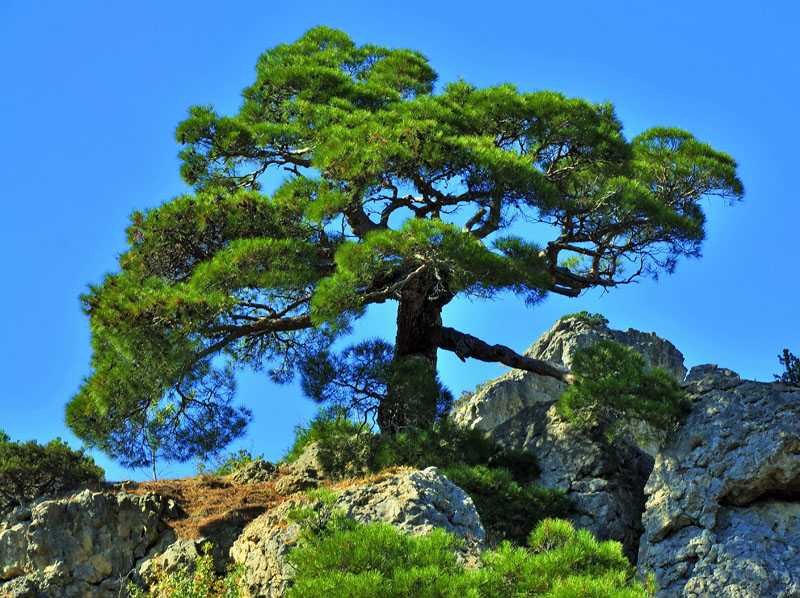 Сосна: уникальное дерево с огромным спектром применения (77 фото)