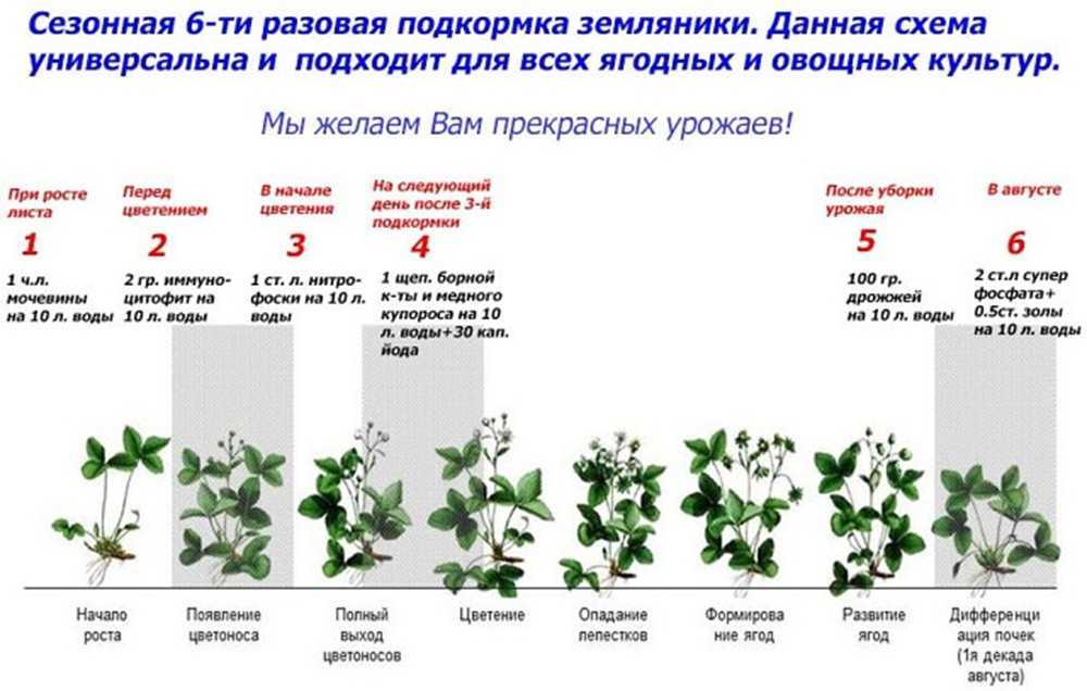 Платан (чинара): фото дерева, посадка и уход, выращивание