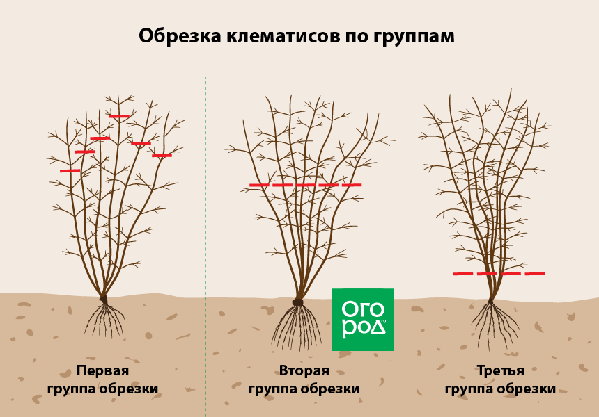 Цветок клематис – посадка и уход в открытом грунте, виды и сорта клематиса (фото) и описание, обрезка клематиса и зимовка