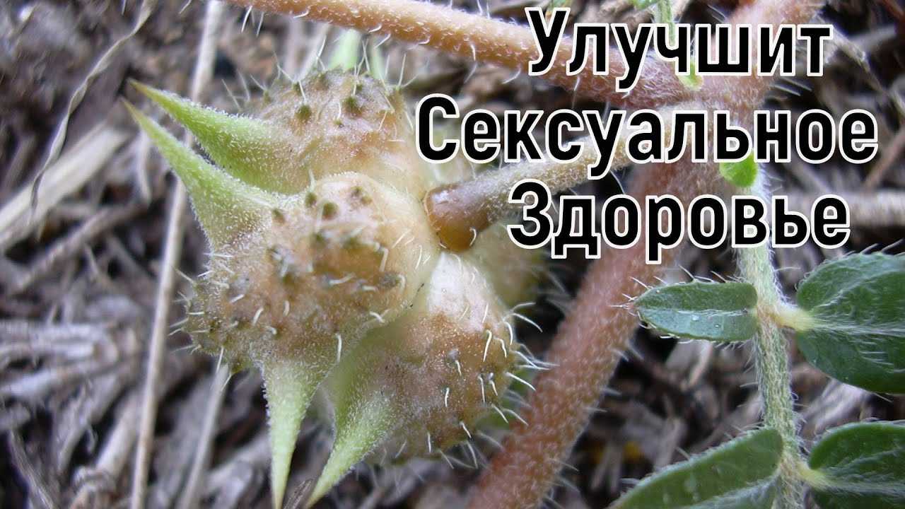 Айва польза и вред для здоровья мужчины и женщины: любопытные факты