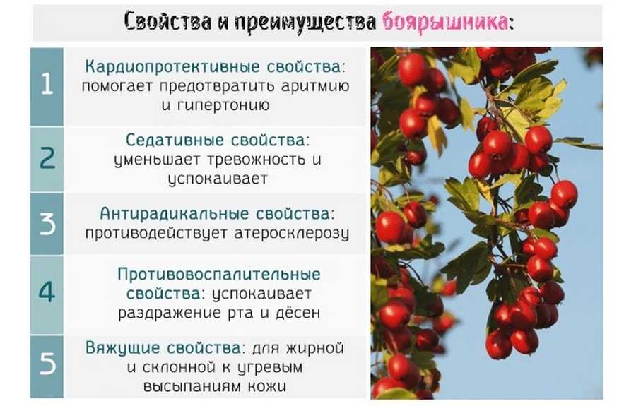 Польза и вред чая с боярышником, 7 рецептов с описанием