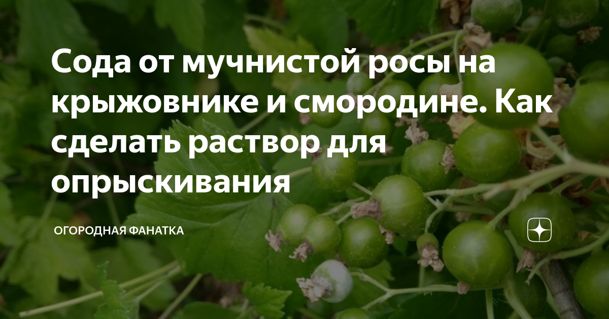 Как обрезать старый запущенный крыжовник