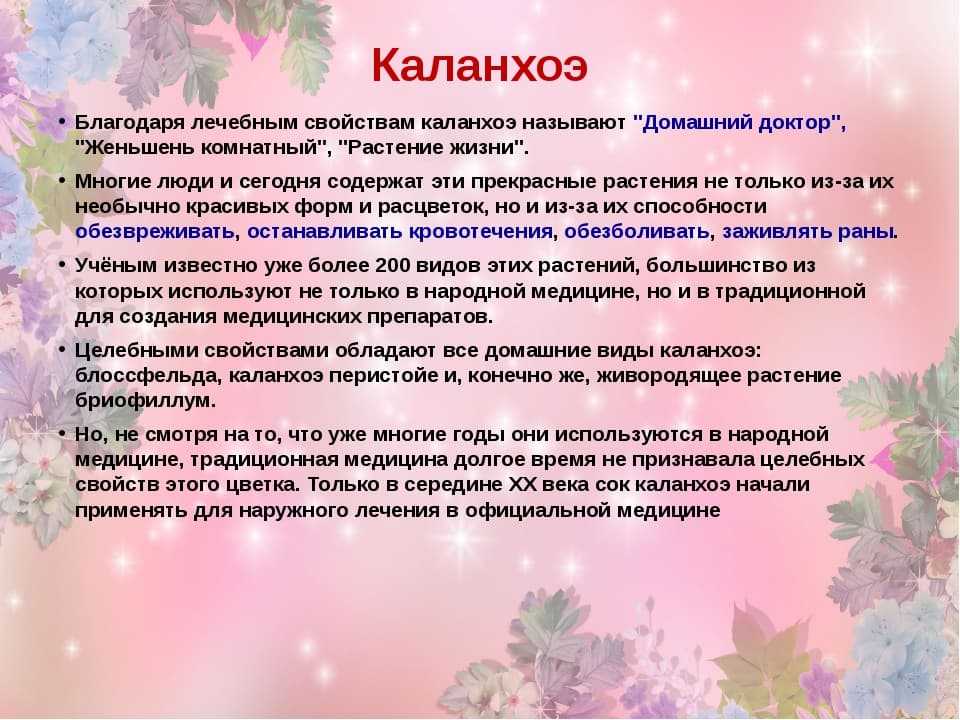 Каланхоэ (60 фото): виды и особенности ухода