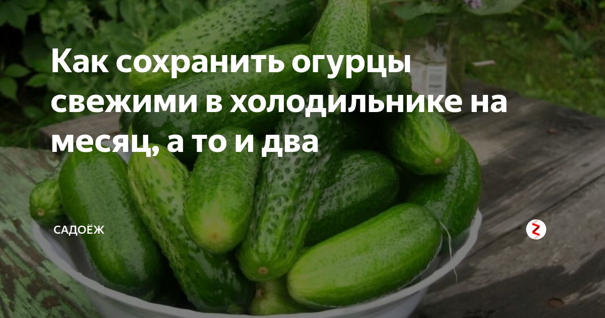 Как хранить свежие огурцы: как правильно, советы, сроки