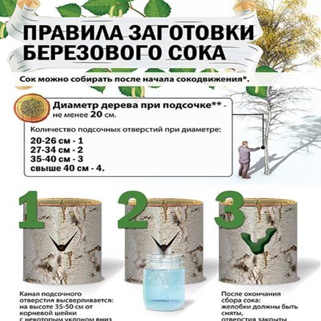 Добыча березового сока. время, место сбора, хранение и лечебные свойства березового сока. | выживание в дикой природе