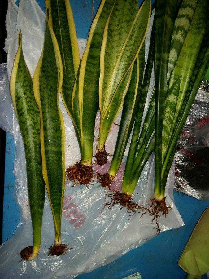 Как ухаживать за цветком тещин язык: как посадить и пересадить, как он цветет