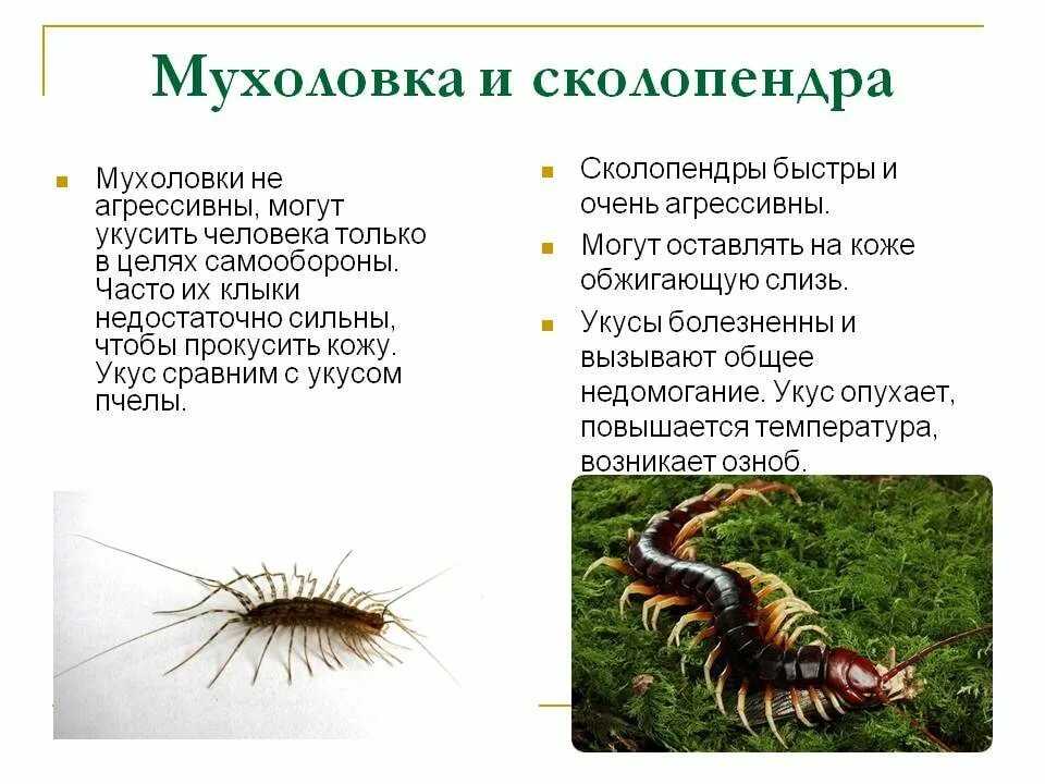 Кто такие сколопендры: характеристика этих насекомых, где обитают и опасен ли её укус для человека