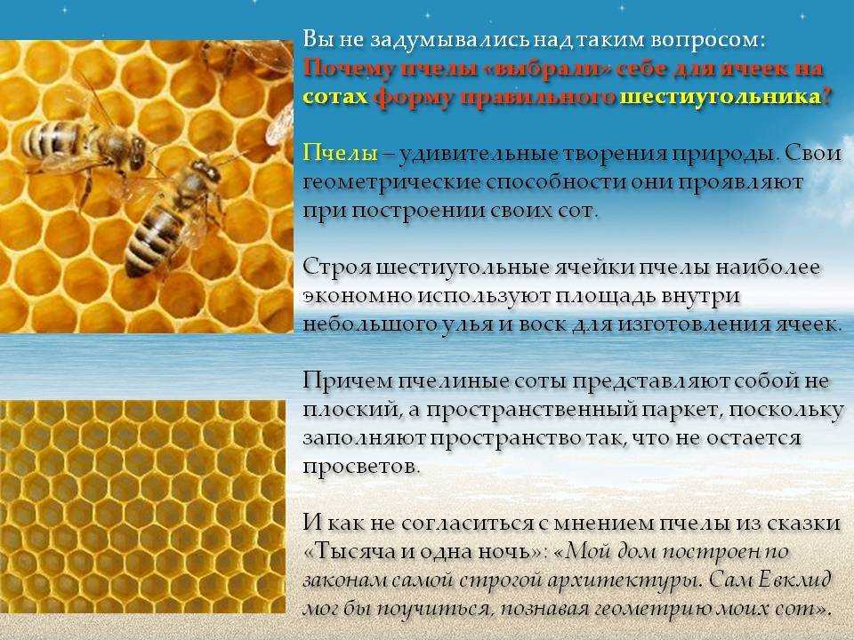 Вощина