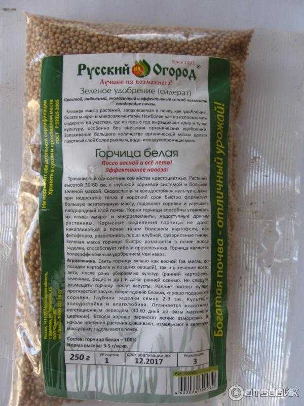 Горчица как сидерат: когда и как сеять для улучшения плодородия почвы