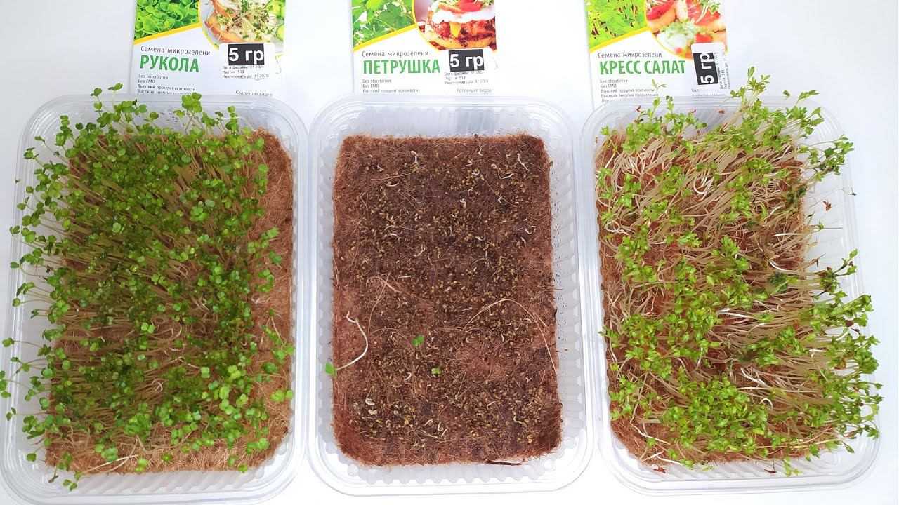 Выращивание микрозелени в домашних условиях: как вырастить