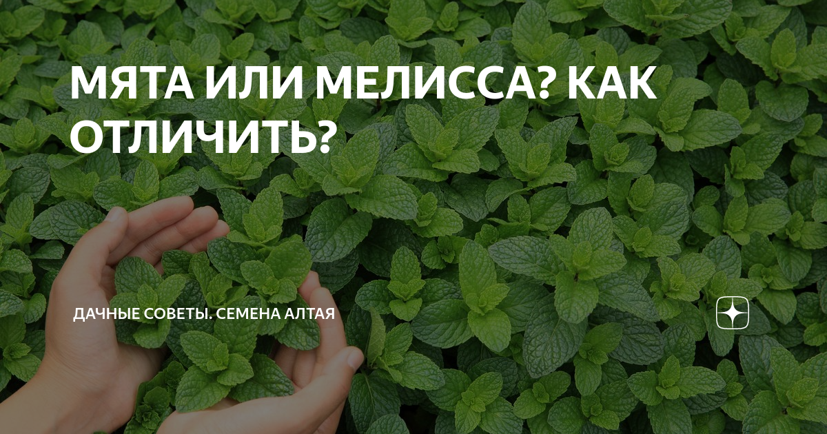 Мята – сильный ароматизатор, мелисса – от слова пчела Разница между растениями наглядно Отличия в применении Фото и видео