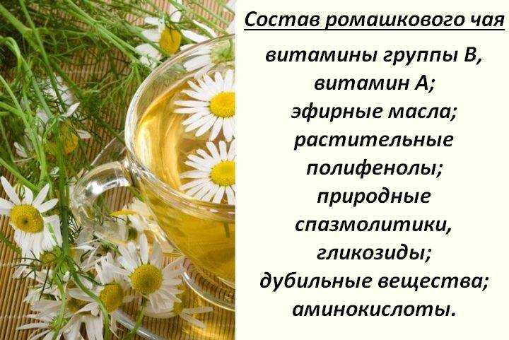 Ромашка аптечная: лечебные свойства, противопоказания, как применять, | азбука здоровья