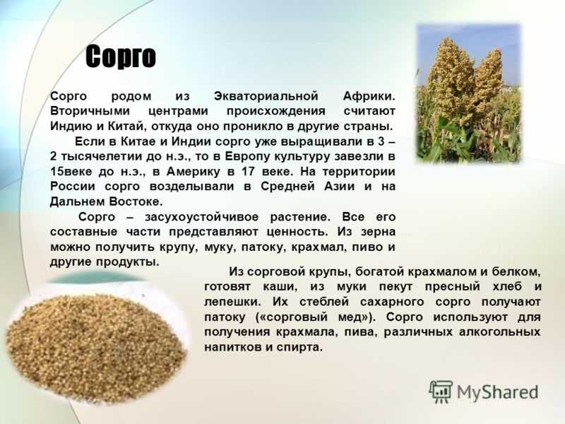 Сорго (суданская трава): полезные свойства | food and health