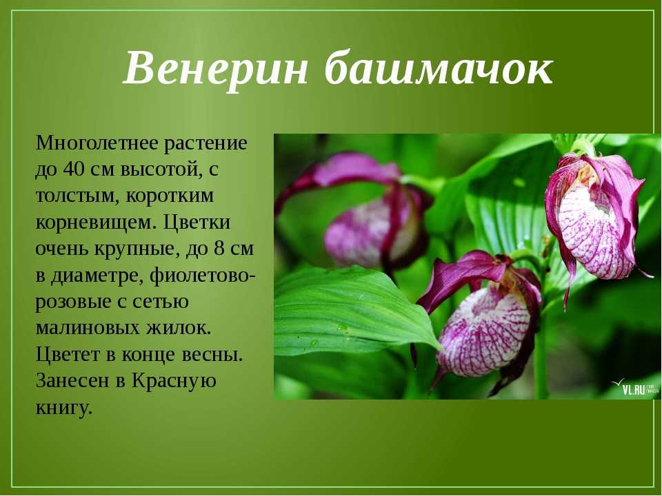 Венерин башмачок ? описание растения, занесенного в красную книгу