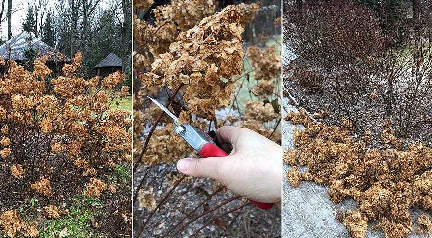 Уход за крупнолистной гортензией осенью подготовка к зиме