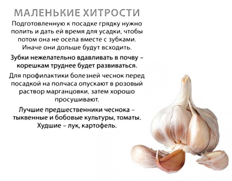 Посадка чеснока весной в открытый грунт