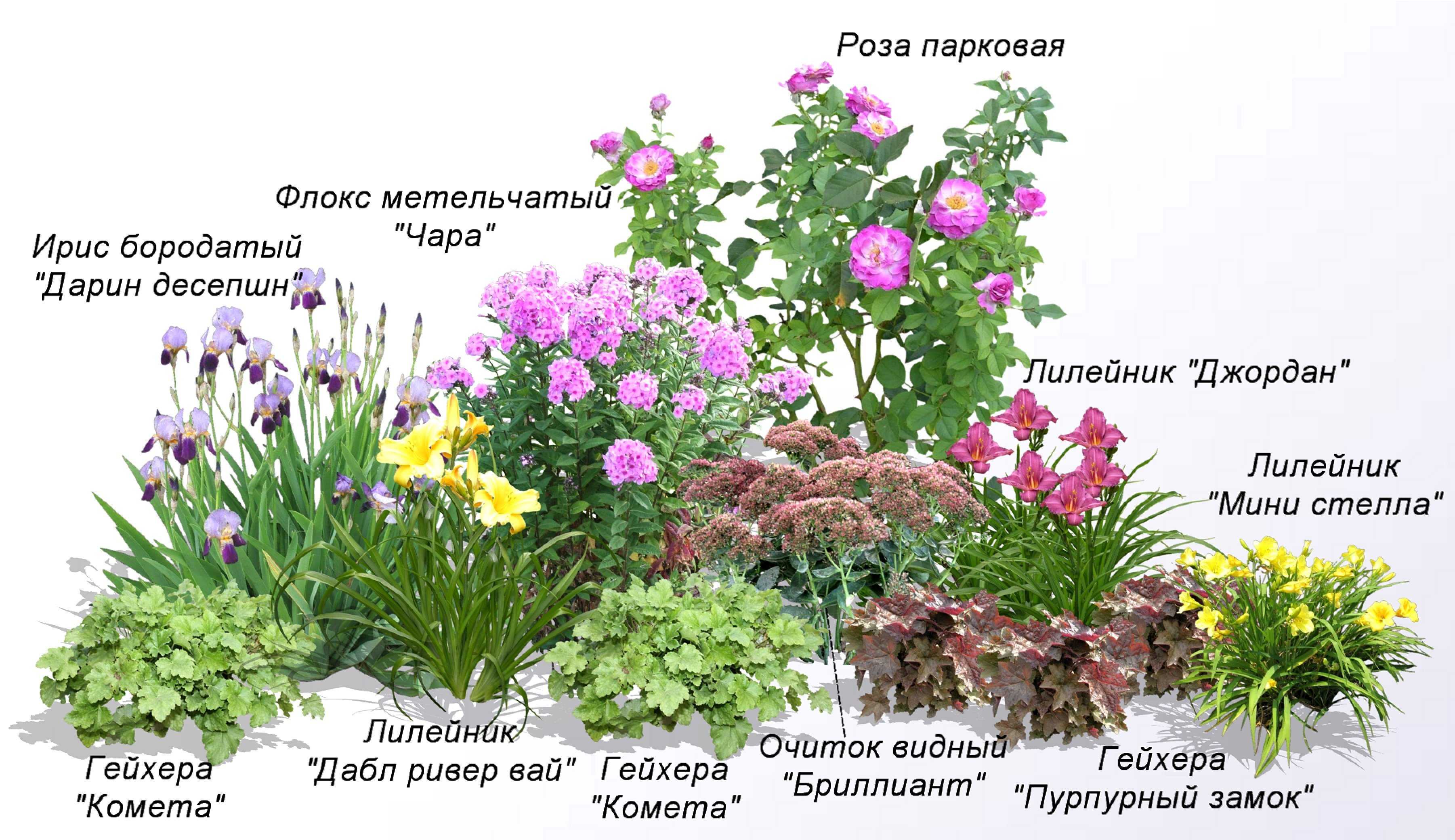 Синие цветущие многолетники для дачи: высокие, почвопокровные