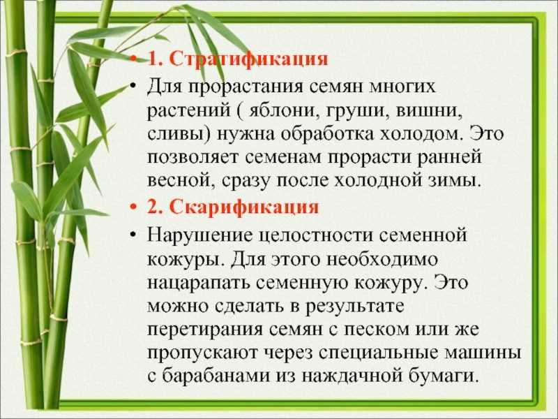 Подготовка семян к посеву на рассаду | топ огород