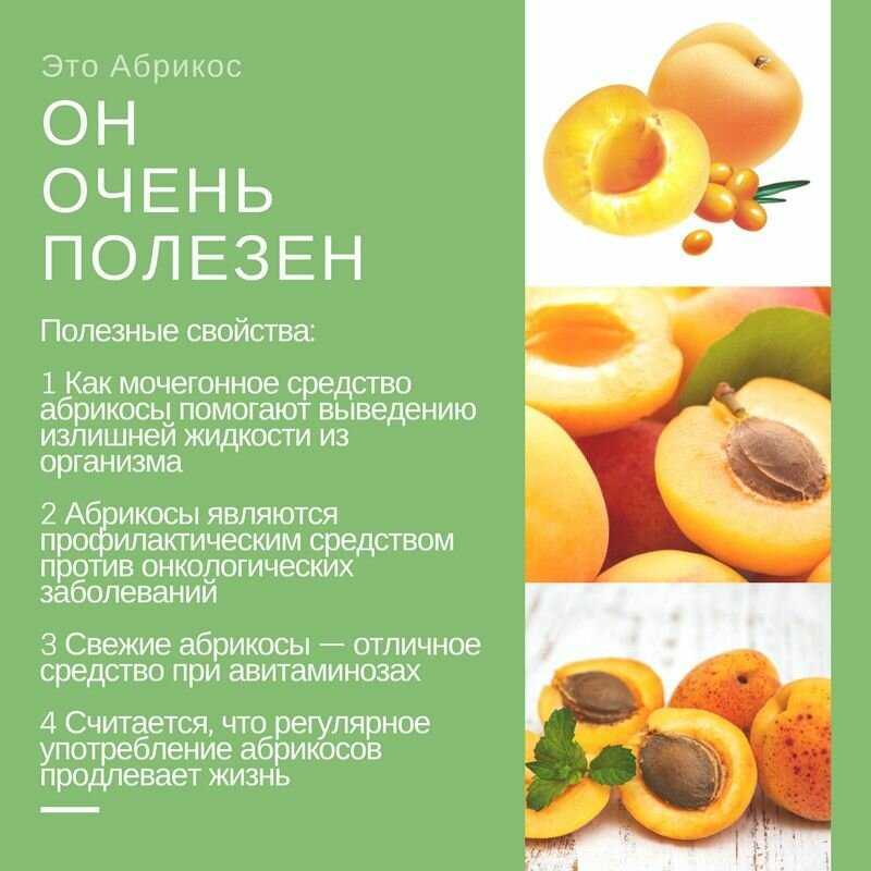 Абрикосы - польза и вред для здоровья человека, правила употребления