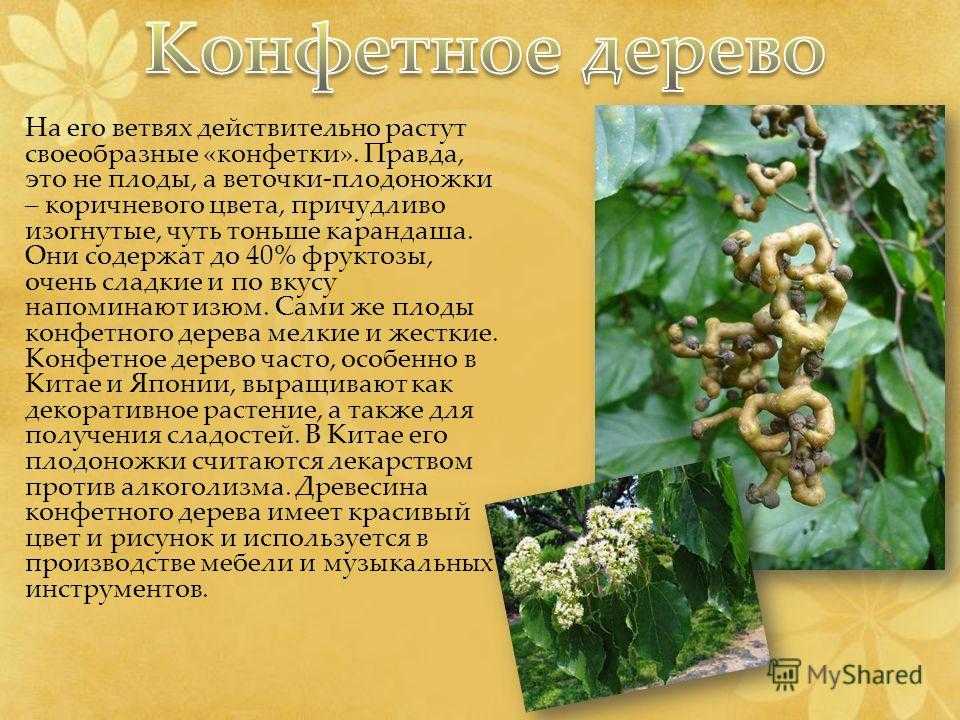Описание сорта яблони конфетное: фото яблок, важные характеристики, урожайность с дерева