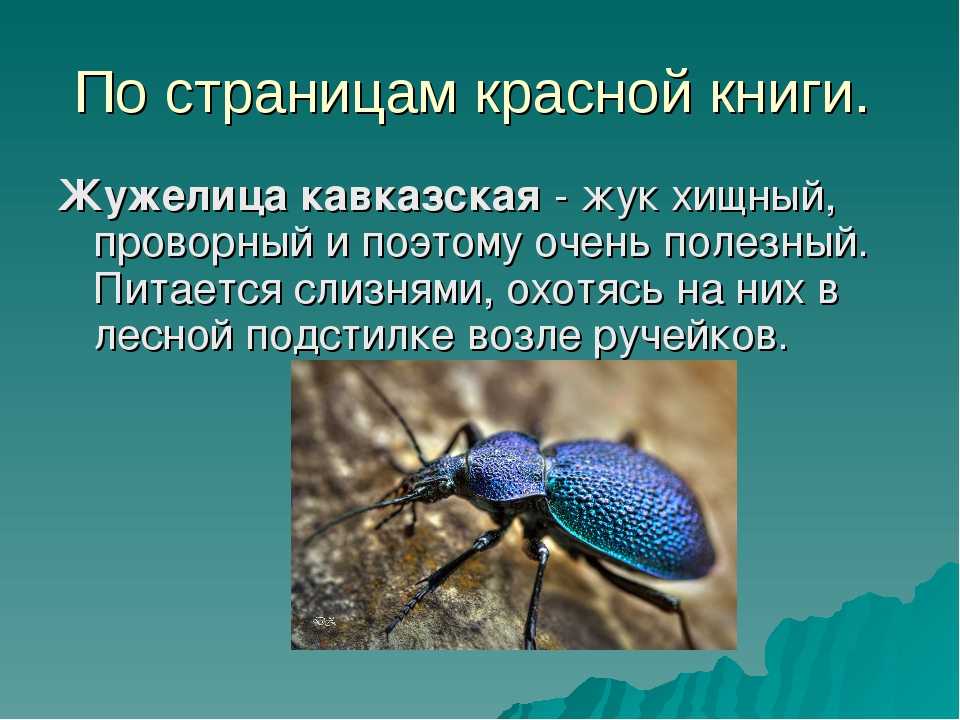 Меры борьбы с хлебной жужелицей: химические средства и народные методы