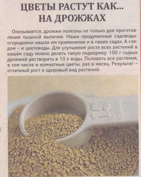 Дрожжевая подкормка перцев