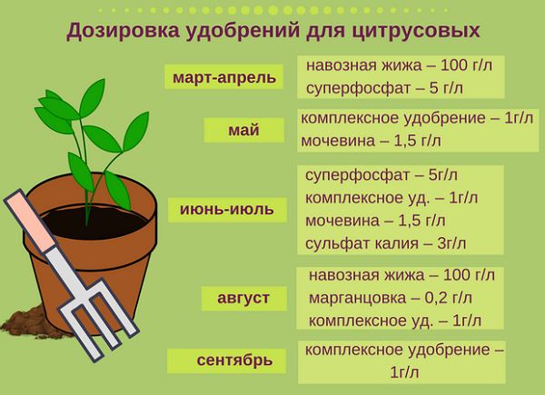Уникальное быстрорастущее растение «филодендрон»: уход в домашних условиях, виды
