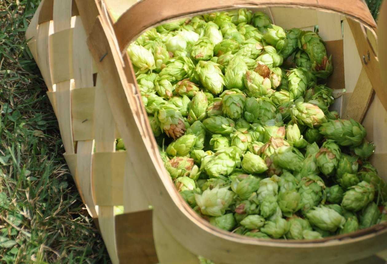 Домашнему пивовару — домашний хмель — pivo.by