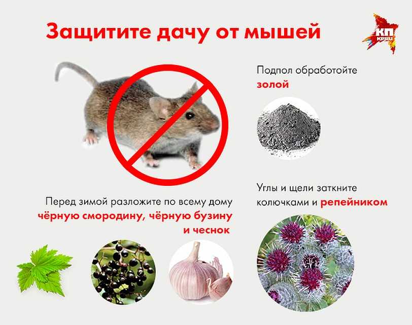 Появление мышей на дачном участке является очень серьёзной проблемой Они способны не только уничтожить весь урожай, но и нанести серьёзный ущерб дому У грызунов постоянно отрастают резцы, поэтому они их стачивают практически об любые поверхности