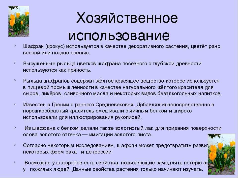 Использования шафрана его польза, где и как выращивают, факты, что не знали о цветке