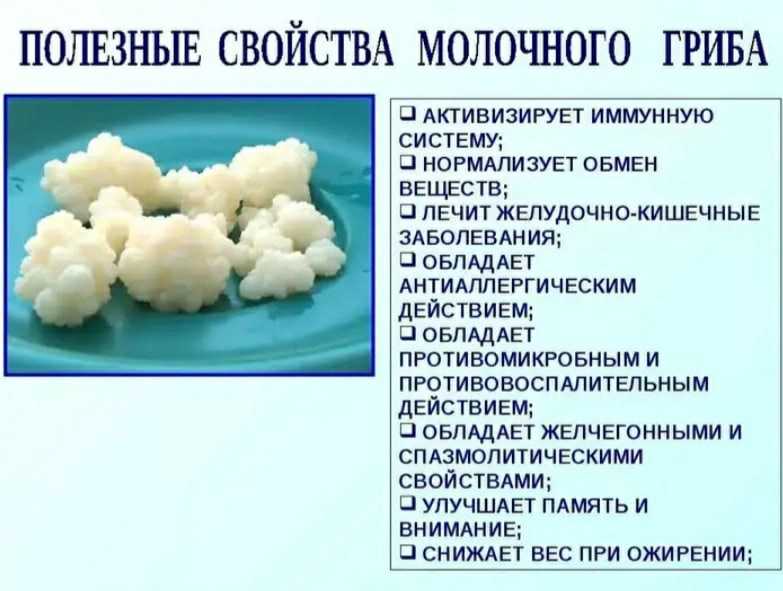 Молочный гриб - как ухаживать и употреблять молочный гриб, полезные свойства молочного гриба