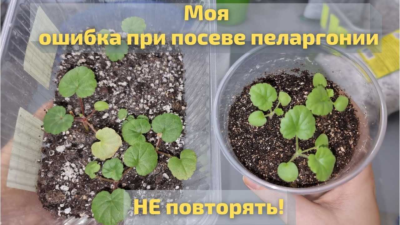 Посев пеларгонии (герани) на рассаду: сроки и правила - сибирский сад