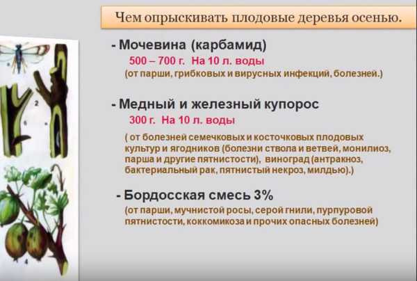 Правила применения медного купороса на огороде в качестве удобрения