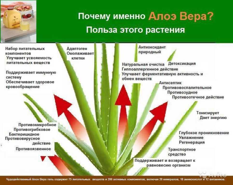 Алоэ древовидное (столетник) - лечебные свойства, применение, фото.
