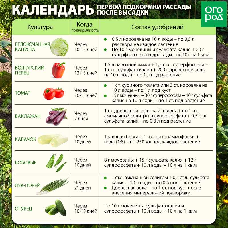 Что сажать после помидор? после чего сажать помидоры?