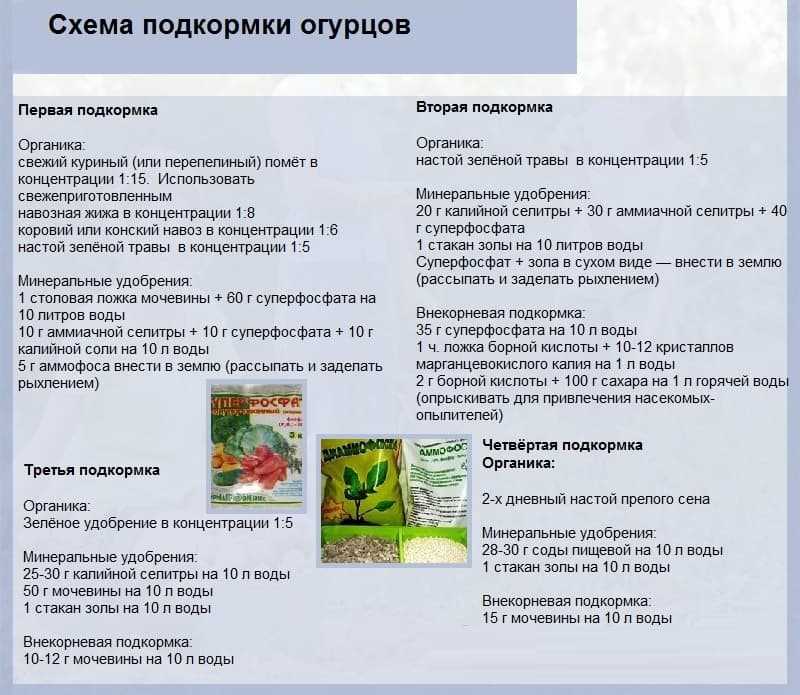 Внекорневая подкормка огурцов во время цветения и плодоношения
