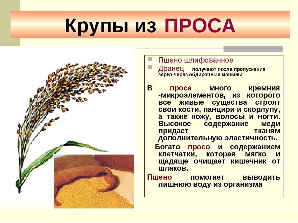 ✅ из какого злака делают пшено: как растёт и что это такое, как выглядит, из какого растения получают пшённую крупу, как называют кашу из проса - tehnoyug.com