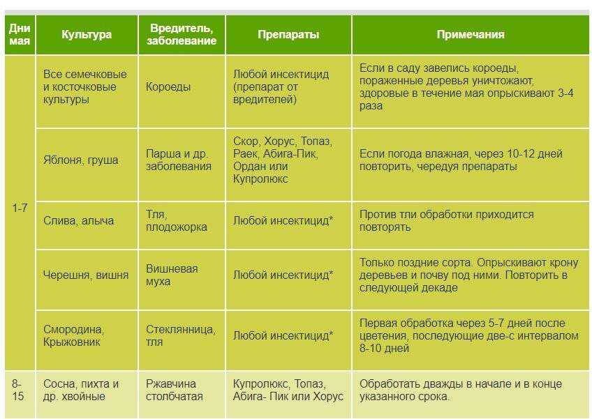 5 способов обработать чеснок перед посадкой под зиму