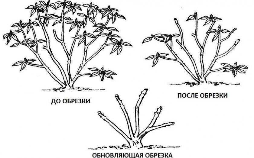 Многолетники флоксы украшают дачные участки, клумбы, рокарии, каменистые сады и придомовые территории Цветы покоряют разнообразием форм и палитрой оттенков Цветение начинается теплыми весенними деньками и заканчивается в середине августа